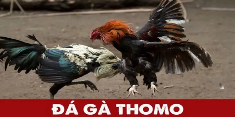 Các chiến kê chuyên nghiệp trong đá gà thomo